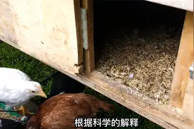 “小鸡不吃豆，外甥不打舅”鸡吃了黄豆就会死掉？为什么呢视频封面