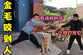 金毛咬了人家被追着打，得知它有狂犬病更是不依不饶，这该咋办？视频封面