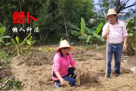媳妇的懒人萝卜种植法，只要做好2点，萝卜个大，还不会有虫眼视频封面