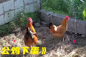母鸡变成了公鸡，韩国走近科学，揭秘公鸡下蛋！视频封面