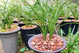 双11快到了，提醒兰友们注意3点！准备买兰花的看看吧！视频封面