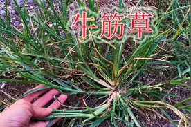 农村的牛筋草常用煮水，与生姜、鸡蛋搭配，您知道有哪些好处？视频封面