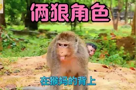 出生两天的猴宝，不抱猴妈肚子，趴猴妈背上视频封面