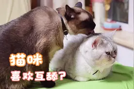 猫咪为什么喜欢互相舔毛呢？