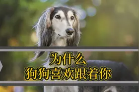 狗狗为什么喜欢跟在主人的屁股后面？视频封面