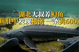 湖北大叔养鲟鱼，在鱼肚中发现“黑黄金”，一条鱼卖出600万高价视频封面