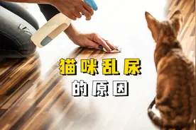 猫咪忽然乱尿，无非是这些原因！视频封面