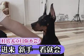 史上最详细的杜宾犬立耳绑耳教程，原来如此简单，新手一看就会！视频封面