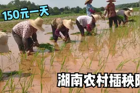 插秧工价150元一天，最大年龄70多岁，工作时长12小时，太辛苦了视频封面