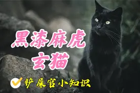 虎年特辑：中华田园猫五虎将隐藏弹，黑漆麻虎玄猫视频封面