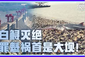 凶猛的长江白鲟为何沦落到灭绝的地步？罪魁祸首是大坝！视频封面