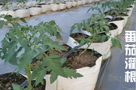 番茄开始灌根，促生根防病害，配方经得起检验视频封面