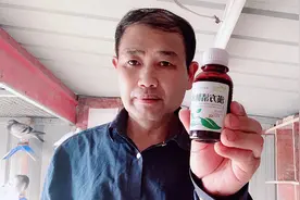 用它搭配一物，治鸽子打呼噜有你意想不到的效果