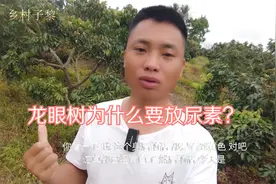 海南龙眼修枝后为什么要放尿素？子黎放尿素对树有何作用？视频封面