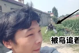 我花180元买的喜鹊，其实也能学说话，但是亲人度比八哥还高！视频封面