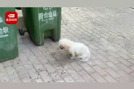 辽宁一女子将10多岁京巴扔垃圾桶 目击者：狗狗在接受治疗视频封面