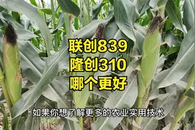 联创839与隆创310，哪个玉米品种更好视频封面