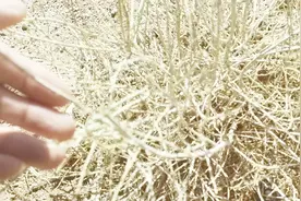 旅行小伙探访蚂蚁森林，原来种活一棵梭梭树要500块，真不容易啊视频封面