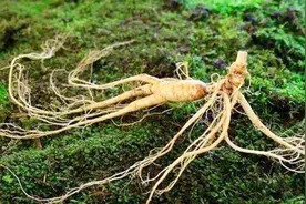 千年野山参，旁边为什么总有毒蛇？真相让人细思极恐！.mp3