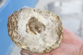 主任医师解说 | 麝香的的功效和5大用途视频封面