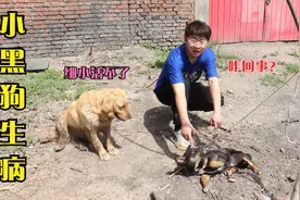 小黑狗浑身抽搐口吐白沫，金毛说它得了细小，有知道咋回事的吗？视频封面