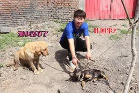 小黑狗浑身抽搐口吐白沫，金毛说它得了细小，有知道咋回事的吗？视频封面