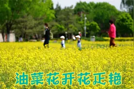 油菜花开分外香，引来蜂子采蜜忙！（今日北坞公园油菜花花正艳）视频封面