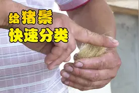 捋猪毛还能赚钱？别不信，有人靠依靠这个发了家视频封面