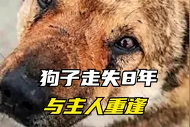 狗子走失8年，当它见到主人时，依然忍不住抽泣，动物暖心救援视频封面