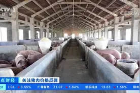 猪肉价格反弹 养猪户每头猪可赚2000元 屠宰企业宰一头猪亏两元视频封面