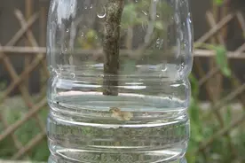 茶花水培繁殖  能成活吗？视频封面
