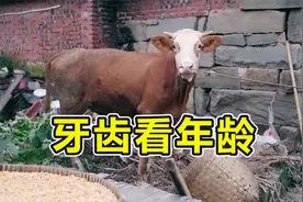 如何看牛的年龄？吴老师看牛角和牙齿判断，提醒大家买牛不上当视频封面