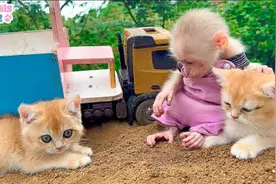 小猴带着猫咪去兜风，幸福快乐的一天视频封面