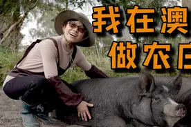 我在澳洲养黑猪 | 澳洲牧场生活有干不完的活 | 理科夫妻的养殖路视频封面