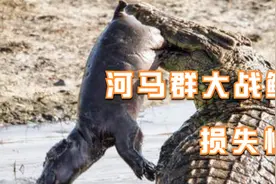 为了争抢水塘，鳄鱼和河马群展开群战，小河马被鳄鱼直接咬死视频封面