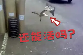 猫咪刚抓住鸽子，就惨遭汽车碾压，还有机会活吗？