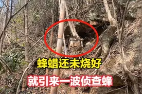 出过教学的诱蜂箱，小伙准备补烧诱蜂蜡，还未打好就引来侦查蜂视频封面