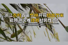 浙江竹林大面积开花，长出竹米拯救村民，竹子开花与干旱有关？视频封面