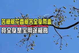 苦楝树花香树苦全身带毒，曾被农民当柴烧，竟全身是宝用途极高！视频封面