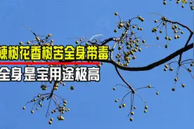 苦楝树花香树苦全身带毒，曾被农民当柴烧，竟全身是宝用途极高！视频封面