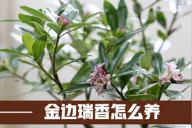 金边瑞香怎么都养不好？园艺师教你，光照浇水施肥换盆等技巧视频封面