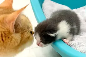 刚出生不久的小奶猫一喵喵叫，猫妈担心得不行，网友：真是亲妈