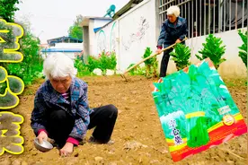 空心菜的种植方法，真是太简单了，播种一次可以吃整个夏天视频封面