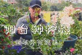 家里种颗柠檬树，全年开花结果，天天有花看还有柠檬吃视频封面