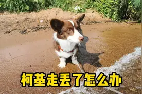柯基走丢怎么办？7招帮你找回爱犬！