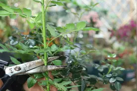 月季这种粗壮的枝条，为何给它剪一刀，目的在哪？视频封面