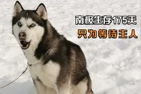 八只哈士奇在南极生存175天，只为等待主人