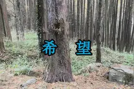 歌唱陈慧琳国语老歌《希望》，电视剧《大长今》主题曲视频封面