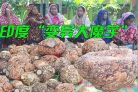 印度恒河“变异”大魔芋，长得比大象脚还大，他们却吃的津津有味视频封面