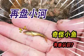 再盘大量鲫鱼搁浅小河，龙虾死在石头缝里，抓到一条从未见过的鱼视频封面